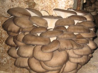 Jeszcze jedna duża kępa.