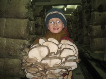 Ogromna kępa grzybów, waży ponad 5 kilogramów toteż dziecko ma problemy z jej utrzymaniem.