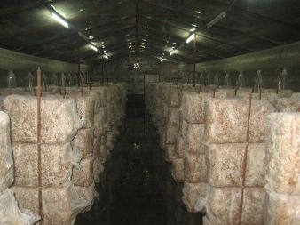 Przerastające podłoże na hali produkcyjnej.