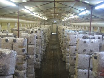 Na podłożu pojawiają się zawiązki grzybów.