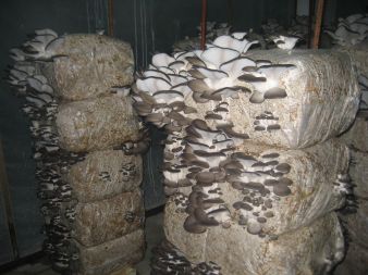 Grzyby osiągają wielkość handlową.