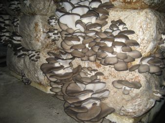 Inne grzyby gotowe do zbioru.